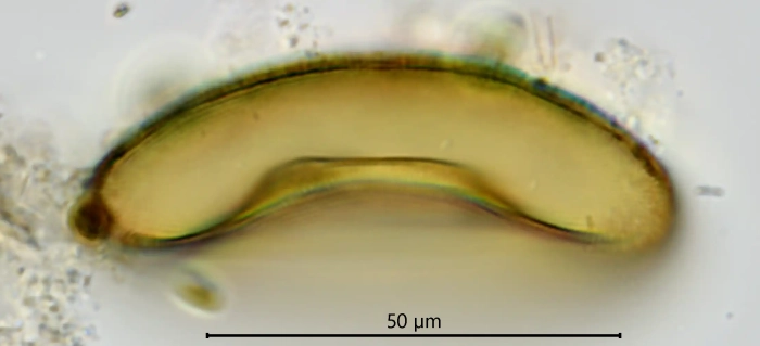 Galeripora scutelliformis