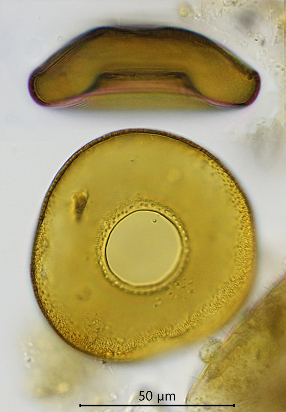 Galeripora scutelliformis