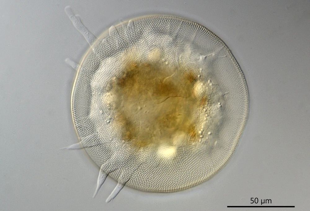 Galeripora
