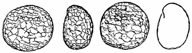 Geoplagiopyxis