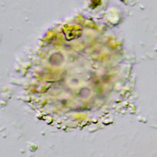 Gocevia binucleata