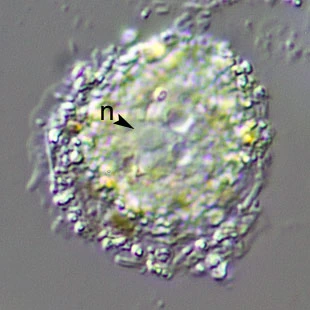 Gocevia binucleata