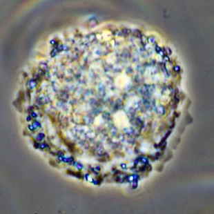 Gocevia binucleata