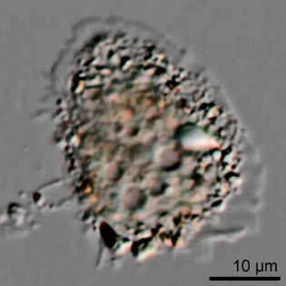 Gocevia binucleata