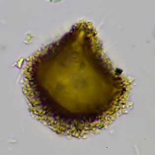 Gocevia obscura