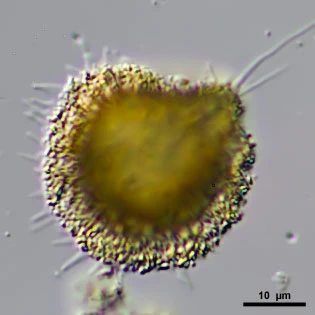 Gocevia obscura