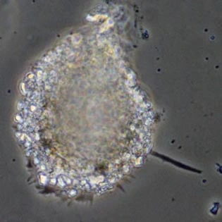 Gocevia obscura