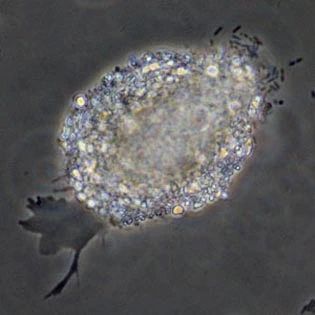 Gocevia obscura