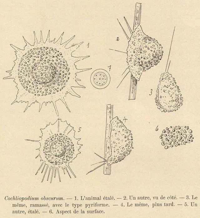 Gocevia obscura