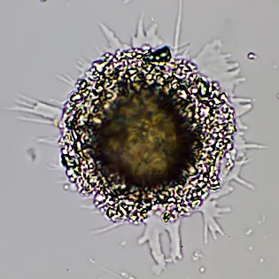 Gocevia obscura