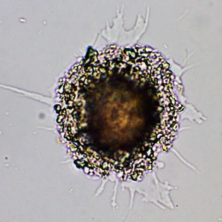 Gocevia obscura