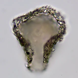 Gocevia obscura