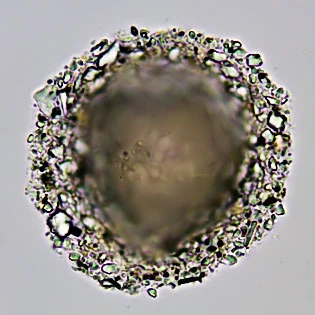Gocevia obscura