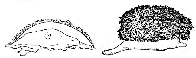 Gocevia pontica