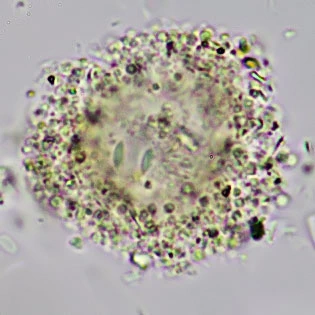 Gocevia spec.