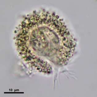 Gocevia sp.