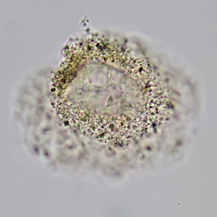 Gocevia sp.