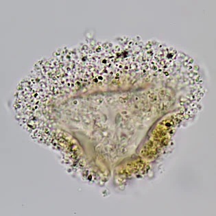 Gocevia sp.