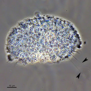 Gocevia sp.