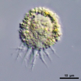Gocevia spec.