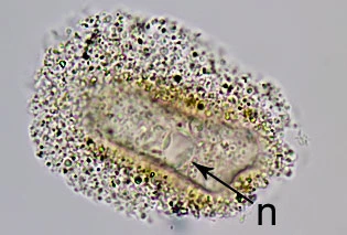 Gocevia sp.