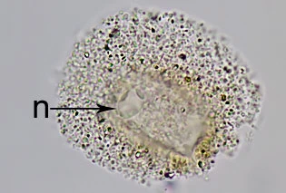 Gocevia sp.
