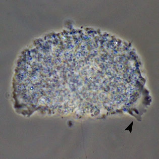 Gocevia sp.