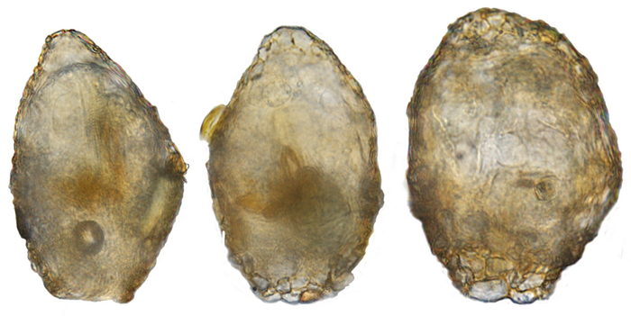 Pentagonia shablensis