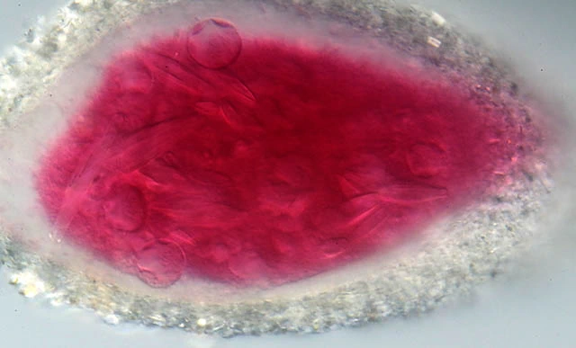 Lacogromia