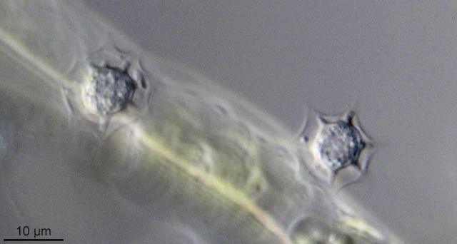 Hedriocystis brachypous