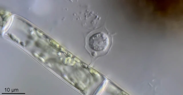 Hedriocystis brachypous