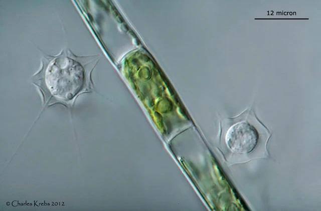 Hedriocystis brachypous