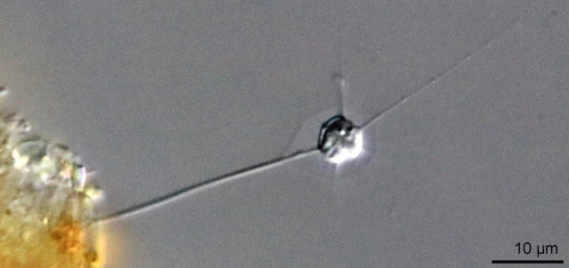 Hedriocystis minor