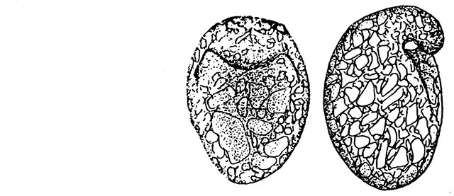 Hoogenraadia sylvatica