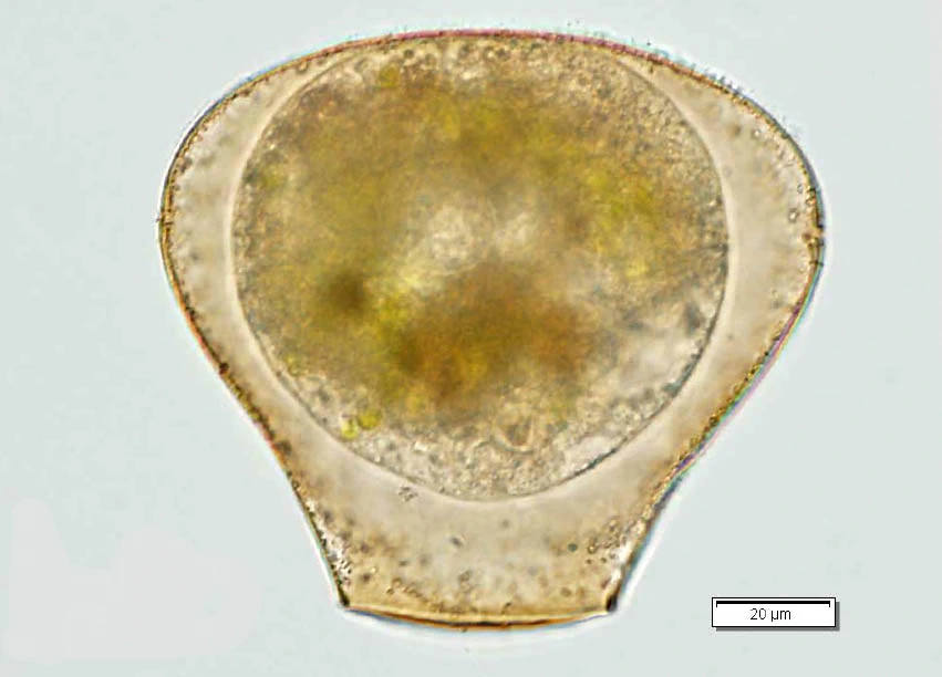 Hyalosphenia papilio
