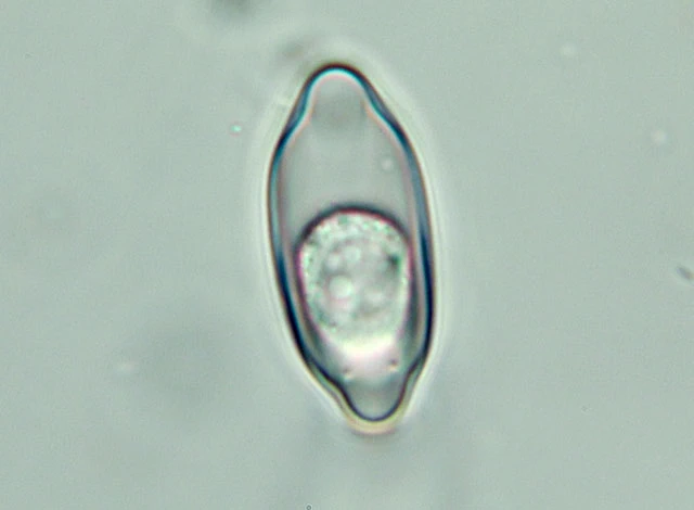Hyalosphenia cuneata
