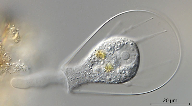 Hyalosphenia cuneata