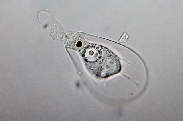 Hyalosphenia cuneata