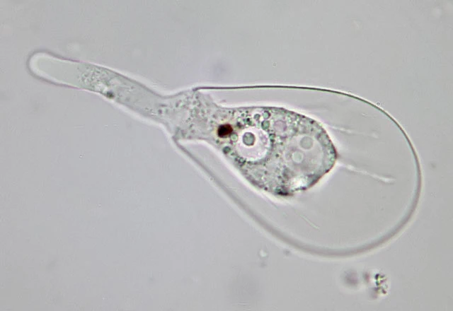 Hyalosphenia cuneata
