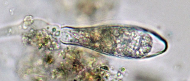 Hyalosphenia cuneata