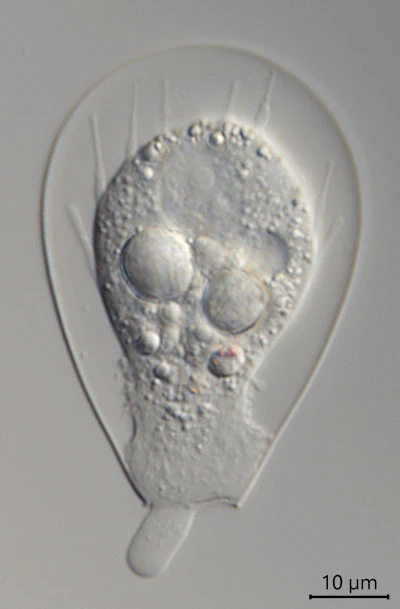 Hyalosphenia cuneata