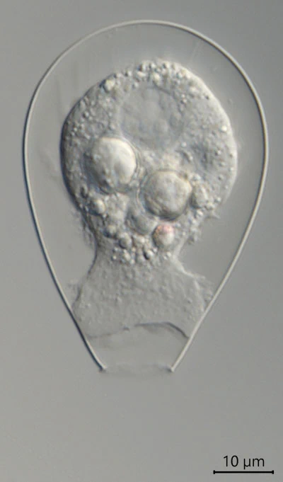 Hyalosphenia cuneata