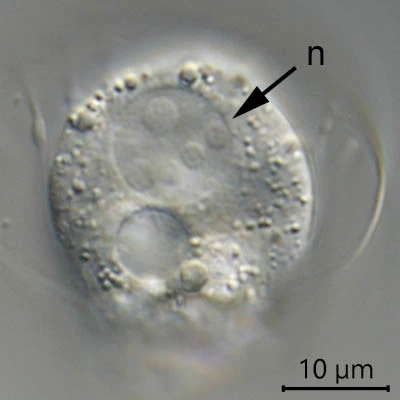 Hyalosphenia cuneata
