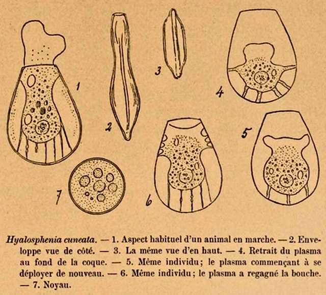 Hyalosphenia cuneata