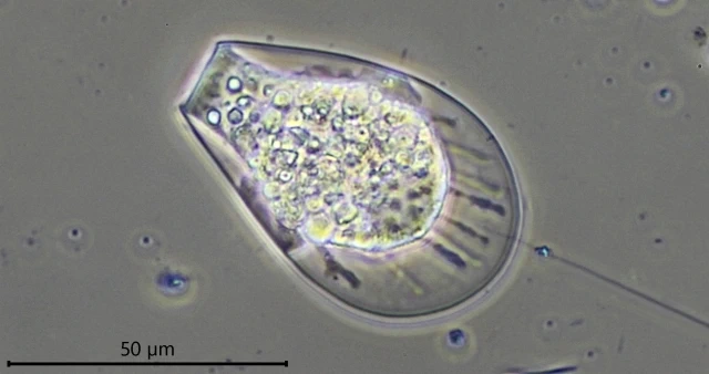 Hyalosphenia cuneata