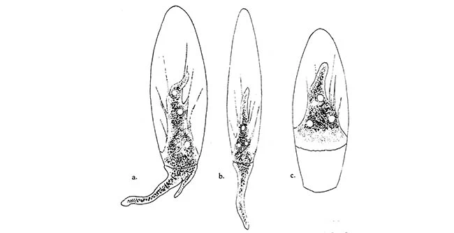 Hyalosphenia gigantea
