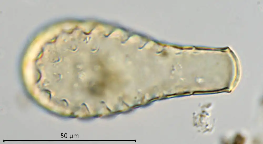 Hyalosphenia insecta