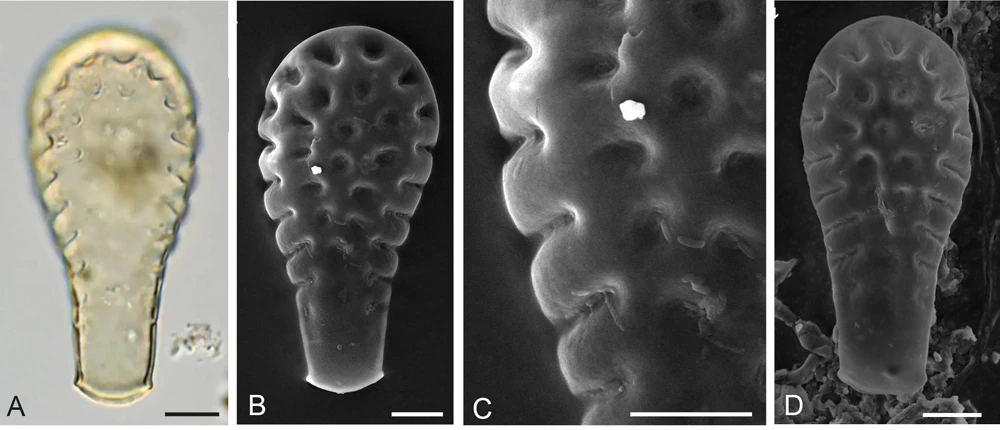 Hyalosphenia insecta