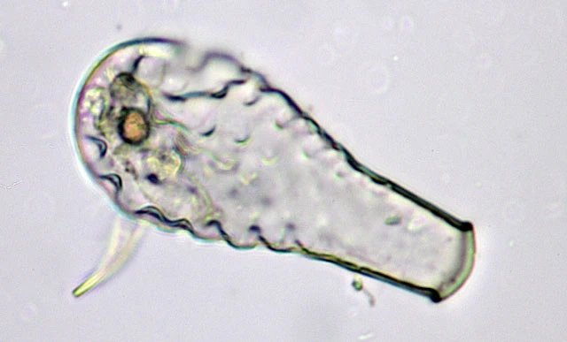 Hyalosphenia insecta