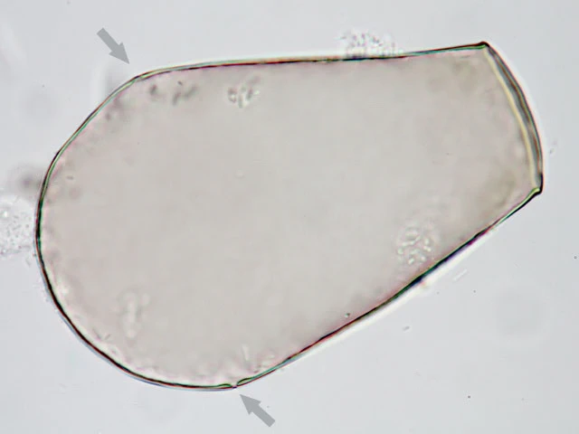 Hyalosphenia papilio